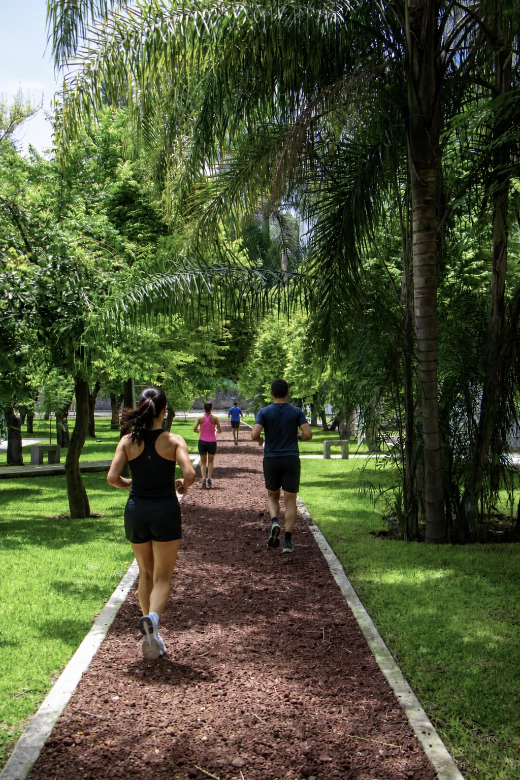 Pista de jogging entre árboles
